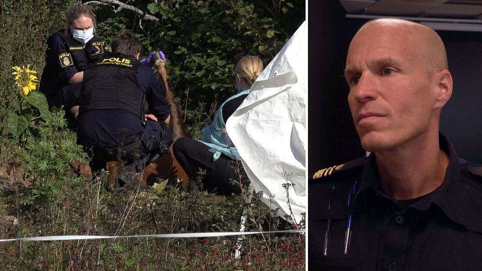 Jonas Holmström, utredare hos Polisen om obduktionsresultatet på den döda hästen på ALlnö.