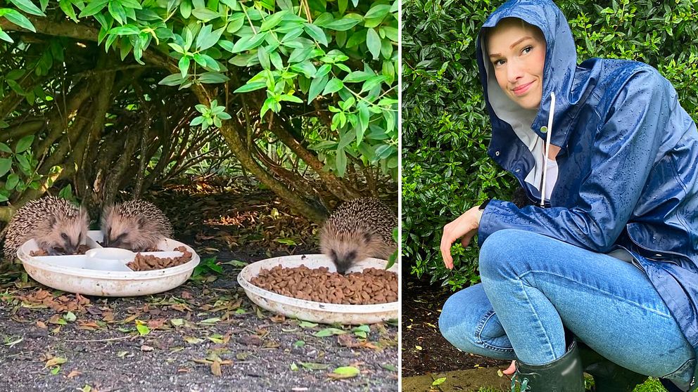 Cecilia Folkesson,35, är igelkottens väktare i Genevad utanför Laholm och igelkottar.