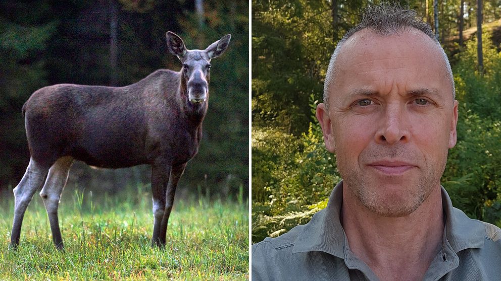 Till vänster en bild på en älg, till höger en bild på forskaren Fredrik Widemo