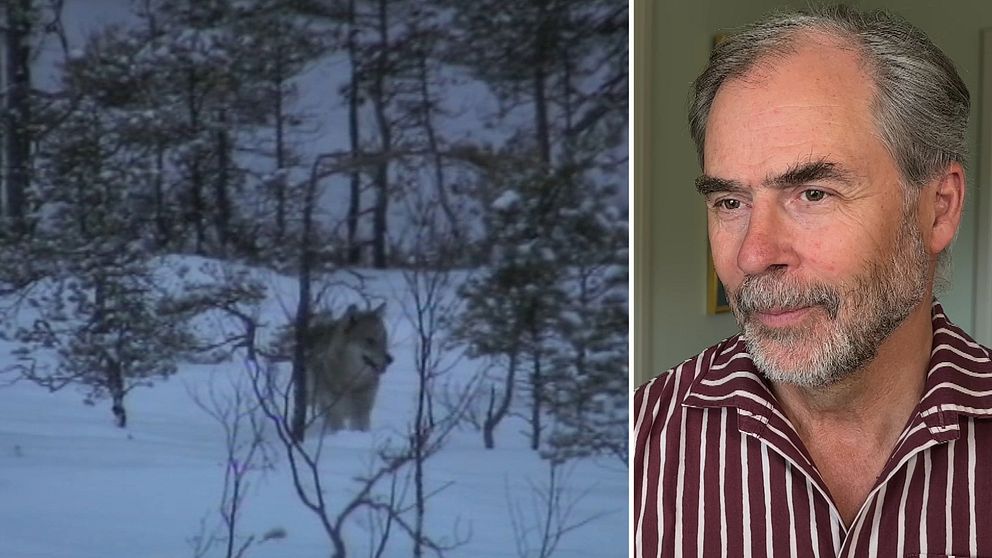 En varg i snö samt porträtt på Värmlands landshövding georg Andrén.