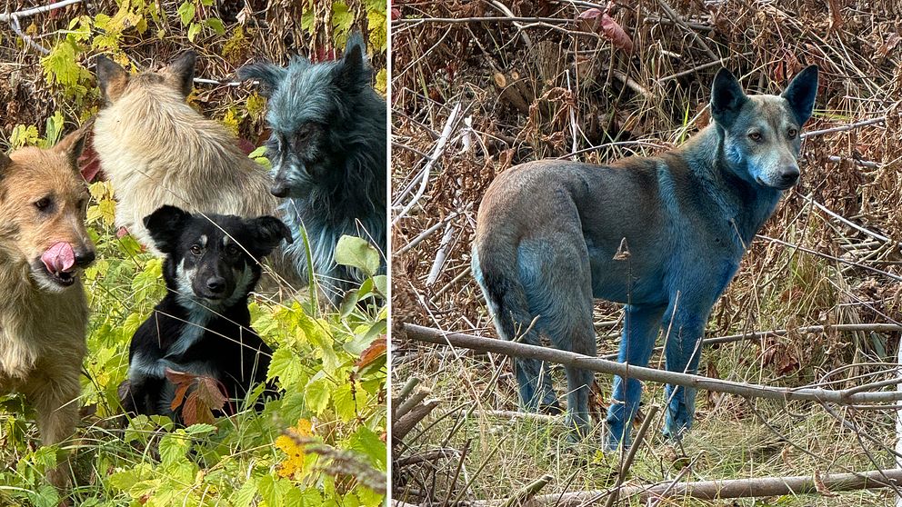 Flera hundar med blå päls syns i naturen vid buskar och gräs.