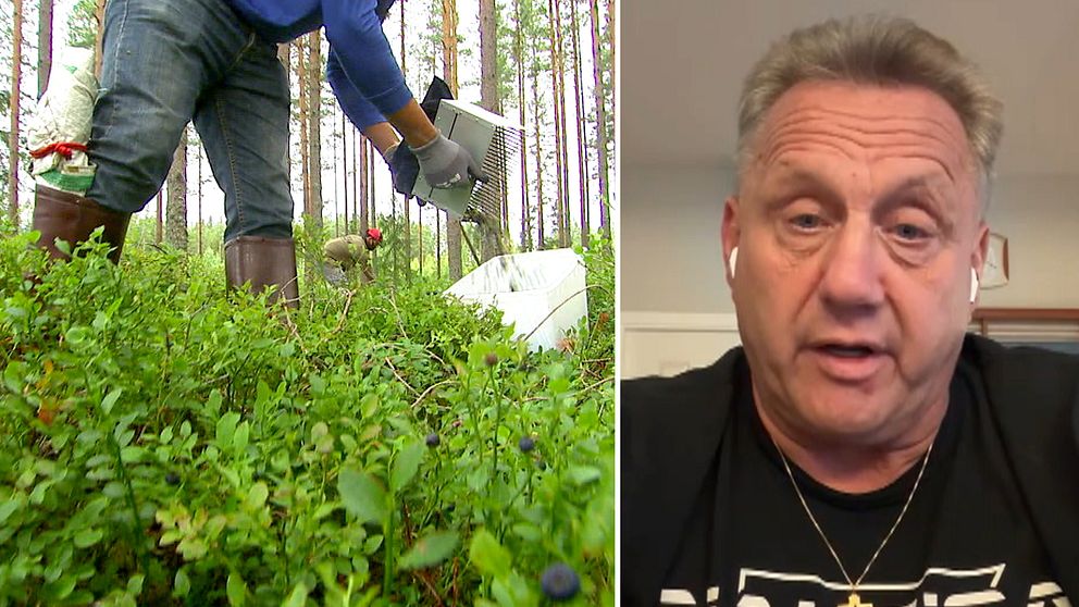 Tvådelad bild. Vänster: Person plockar bär i skog. Höger: En bild på en medelålders man tagen med en webkamera.