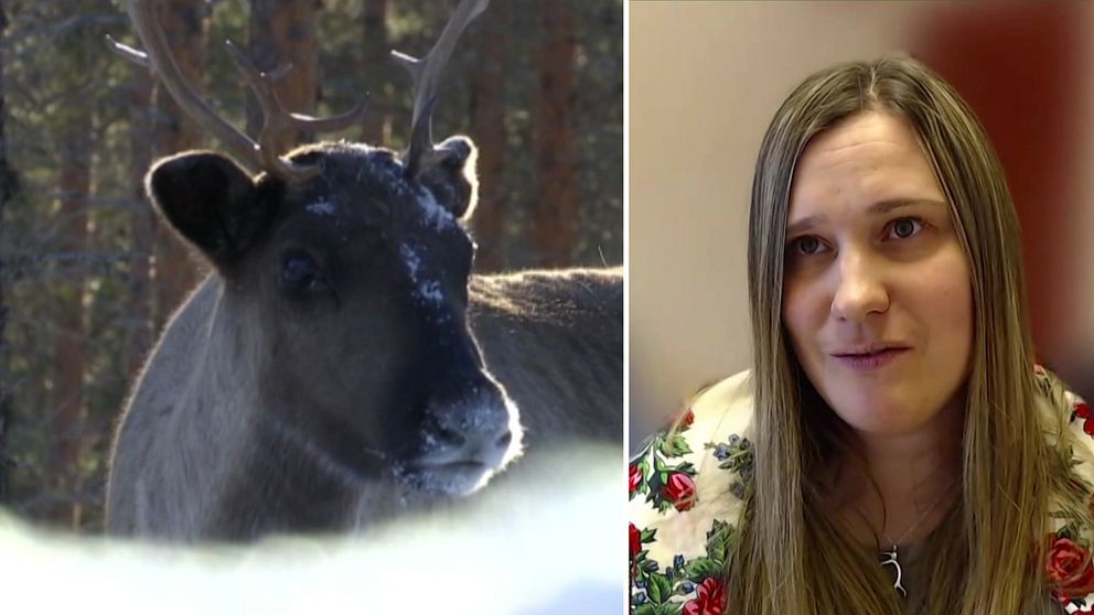 Tvådelad bild. Vänster: en ren i skogsmiljö. Höger: person med långt ljust hår mot röd bakgrund.