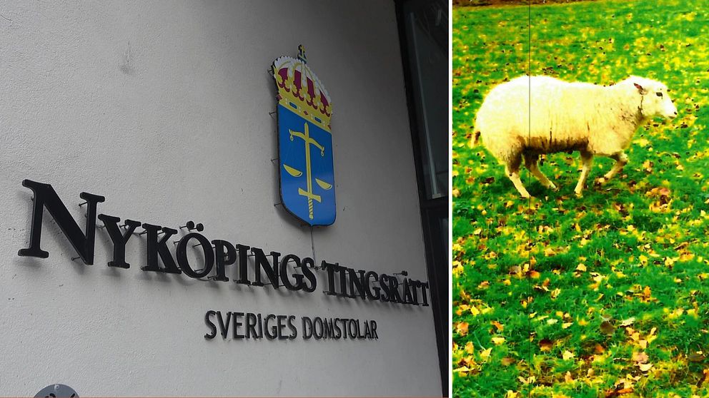 En delad bild med Nyköpings tingsrätt till vänster och en bild på ett får som går omkring i en hage med ett brutet ben.