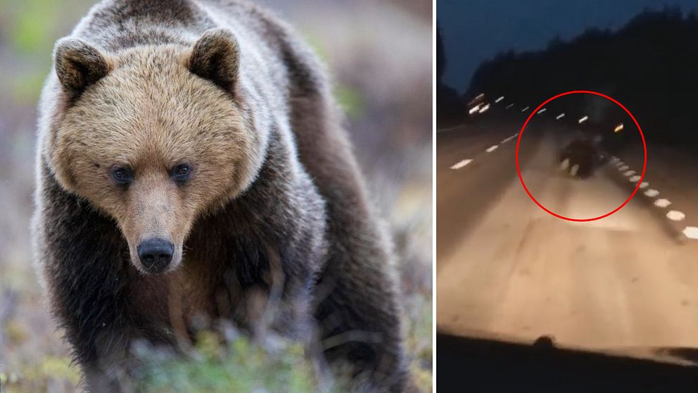 Björn i skogen och björn som springer över väg