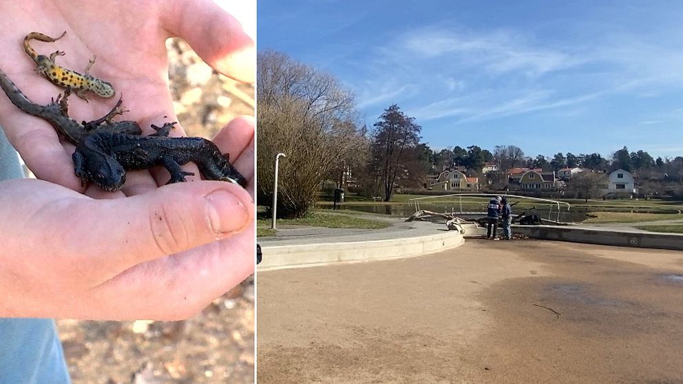 vattensalamander och Olovslundsdammen