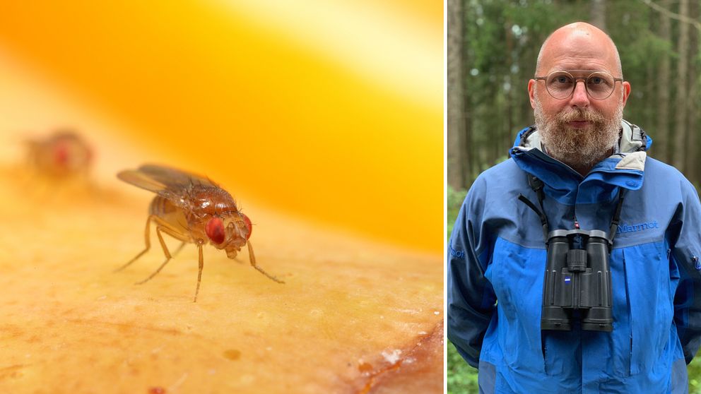 Till vänster en närbild på en bananfluga, till höger Magnus Stensmyr med skägg, står ute i skogen med blå jacka och kikare runt halsen.