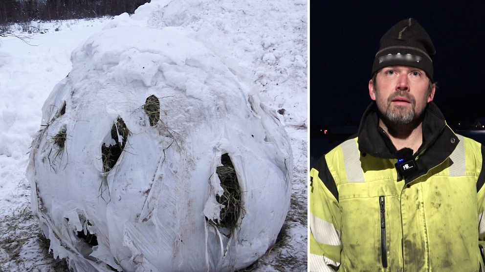 Till vänster: Höbal med revor efter att ha bitits sönder av hjortar. Till höger: lantbrukare i varselkläder kvällstid.