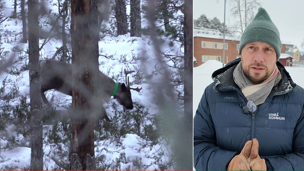 Dela bilden visar till vänster en ren med ett grönt halsband som står i en snöig skogsmiljö. Till höger syns en person klädd i vinterkläder med en mössa och halsduk, iklädd en jacka med texten ”UMEÅ KOMMUN” synlig. I bakgrunden finns snötäckta byggnader.