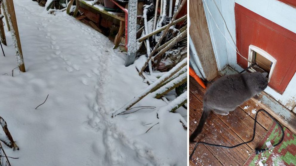 Bild på en katt och kattspår i snö.