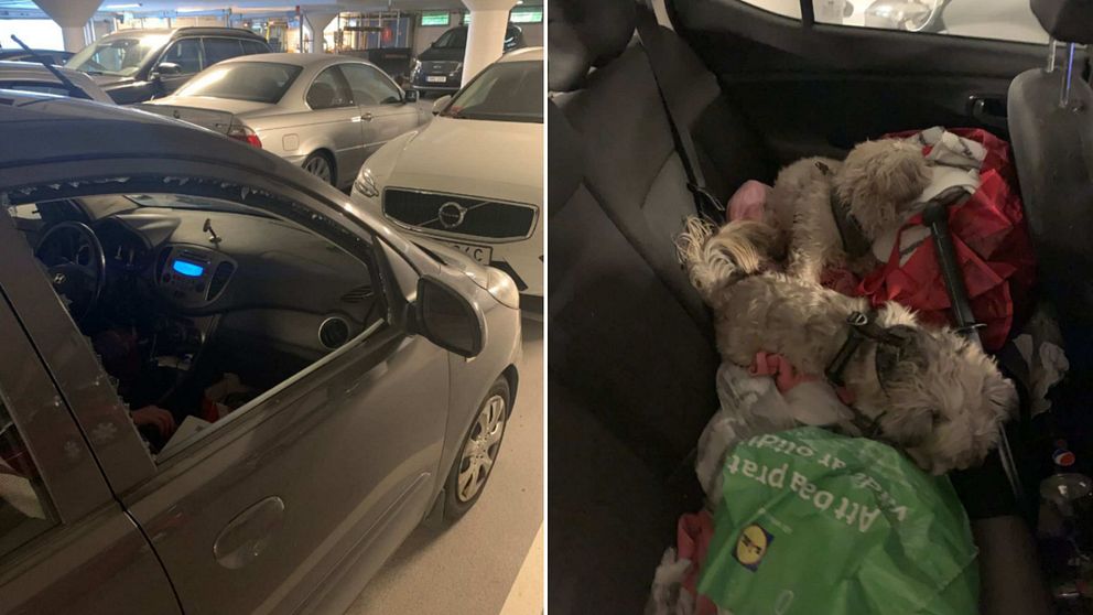 En bil med en krossad framruta till vänster, till höger två vita hundar bland shoppingpåsar i baksätet på bilen