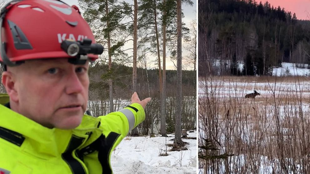 en insatsledare och en älgko i ett vattendrag