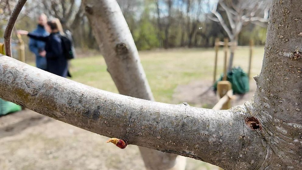 Närbild på trädgren med två personer suddigt i bakgrunden i parkmiljö.
