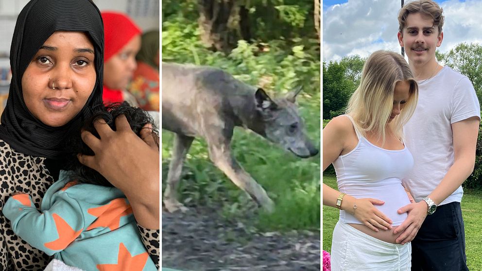 En delad bild som visar tre sektioner: Till vänster syns en kvinna i hijab som håller ett barn i famnen, i mitten syns en varg utan päls som går genom en grönskande miljö och till höger poserar ett par tillsammans.