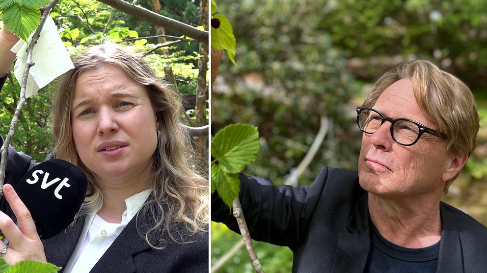 Delad bild. Till vänster: Person håller upp vit näsduk vid träd, med SVT-mikrofon i andra handen. Till höger: Person synar blad i skog.