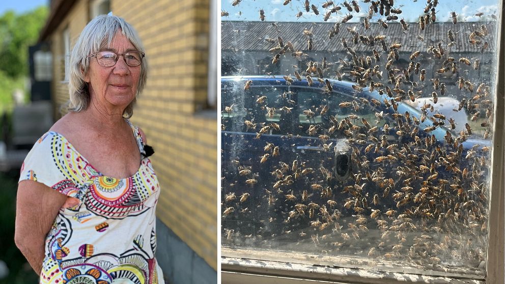 20.000 bin svärmade in i Theas hus i Hörby – ”Som en skräckfilm”