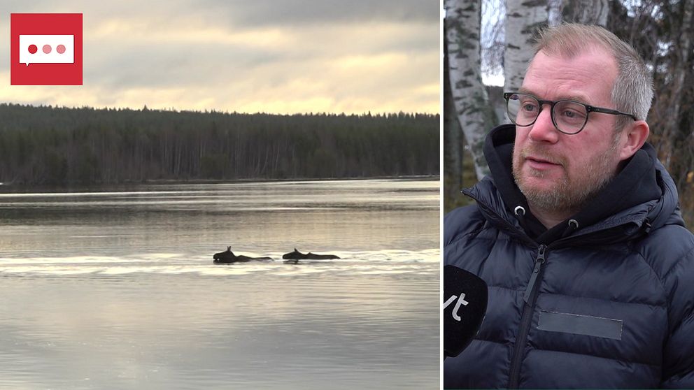 till vänster: älgar som simmar över, till höger: Johan Erhag, projektledare den stora älgvandringen