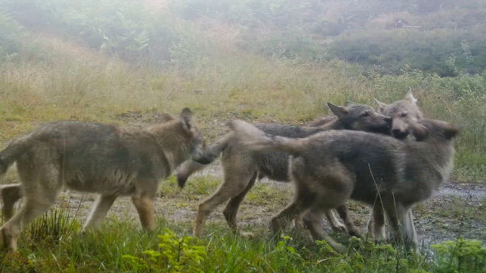 Fem vargar rör sig i en grupp genom en dimmig skogsmiljö med grästäckt mark.