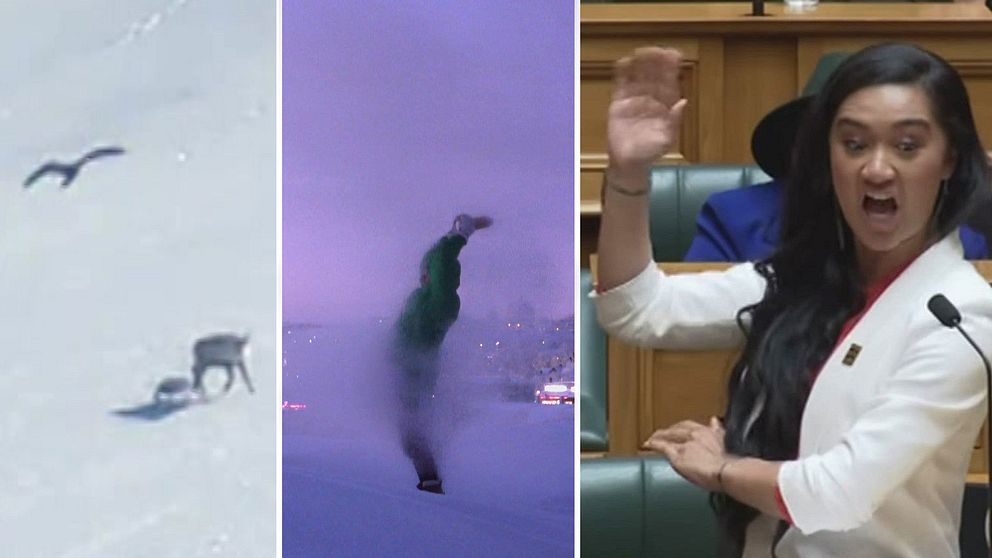 Örnar som attackerar renar på norsk sida, extremkyla i Kiruna och den maoriska parlamentsledamoten Hana-Rawhiti Maipi-Clarke medverkar i några av de mest tittade klippen på SVT Sápmi 2024.