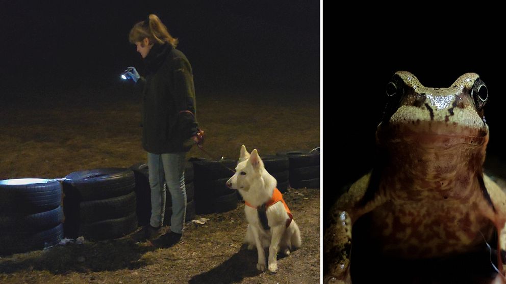 kvinna med ficklampa och hund och en groda