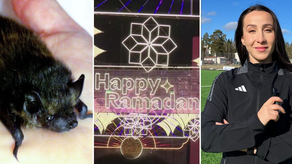 en fladdermus, en skyld där det står happy ramadan och en fotbollsdomare