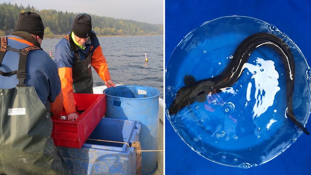 Tvådelad bild: Till vänster visas två män i vattentåliga kläder som arbetar på en båt, där de hanterar fiskeprodukter i röda och blå behållare med sjöklädda omgivningar. Till höger syns en svart ål som simmar i klart vatten med en blå bakgrund.