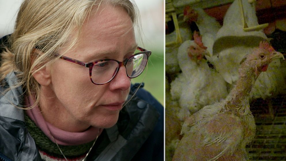 Avelshöns i svensk kycklingproduktion med plockade fjädrar
