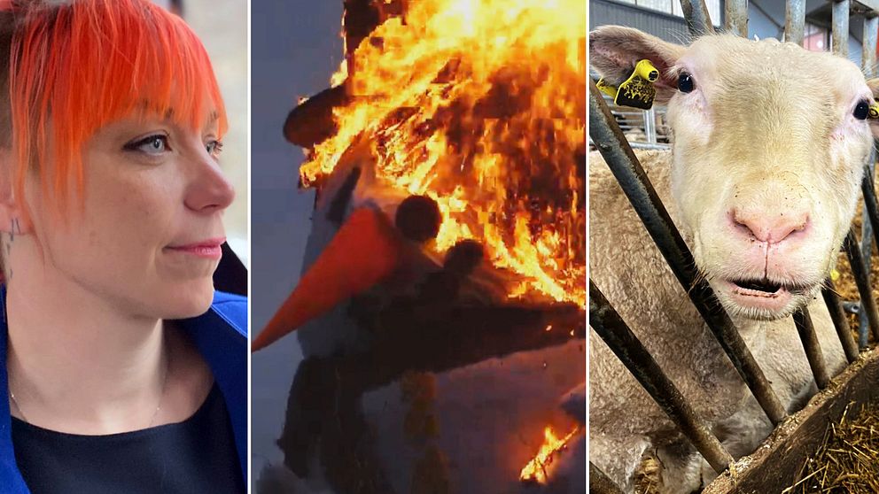 Tre bilder i en: en kvinna med orange hår, en brinnande snögubbe, ett får i närbild.