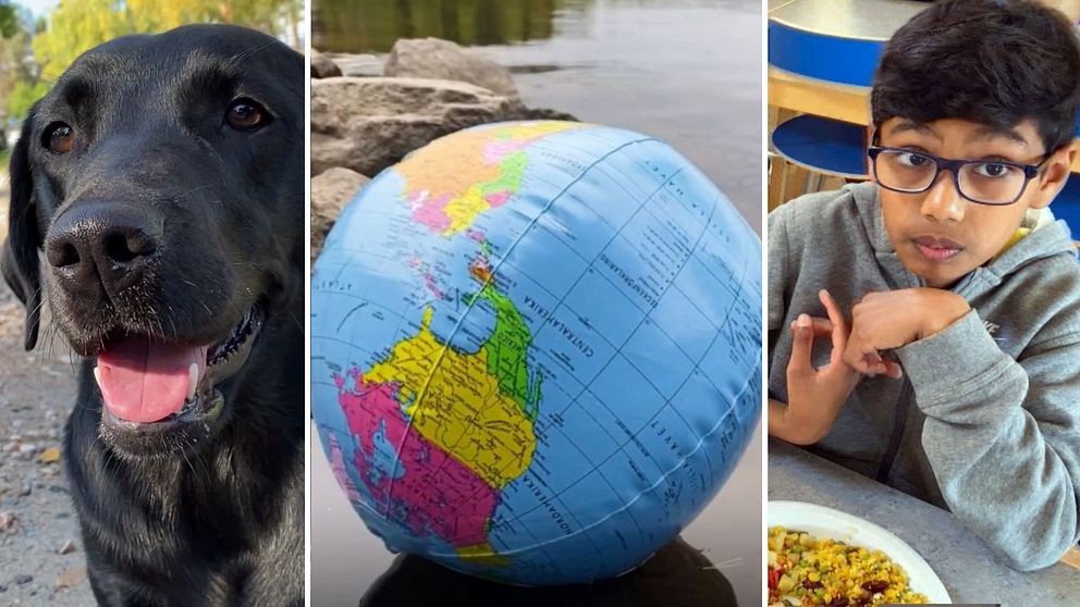bild uppdelad i tre, en närbild på en svart hund, en badboll som ser ut som en jordglob och en pojke som sitter med en tallrik mat framför sig.