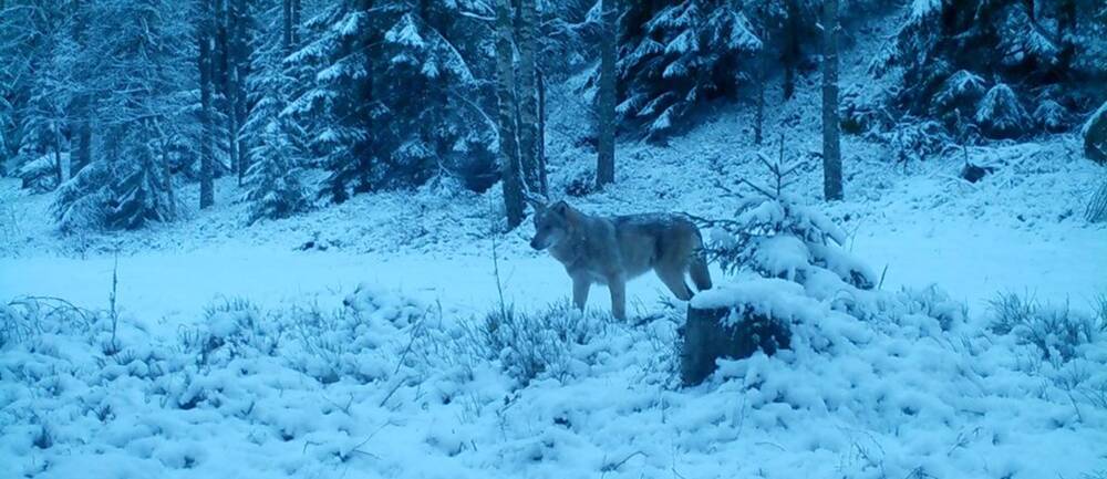Bild av varg tagen med viltkamera. En varg står i snö i skogsmiljö.