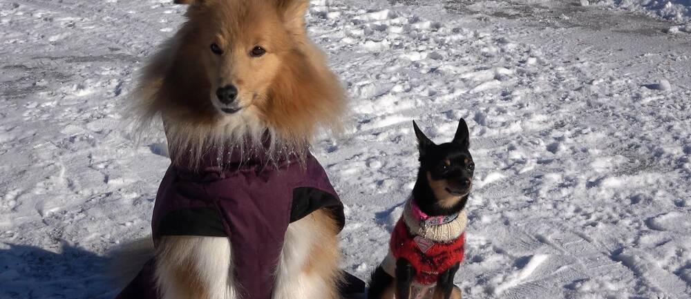På bilden sitter två hundar. Till vänster sitter shetland sheepdogenLinus och till höger blandrasen Luna, till höger. De finns båda på dejtingappen dogdate.