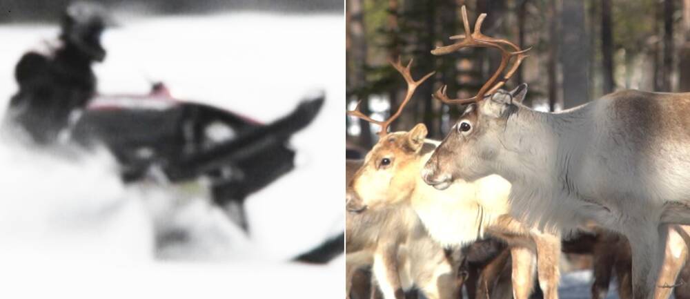 En  skoter som kör i vintermiljö i en splitbild med två renar.