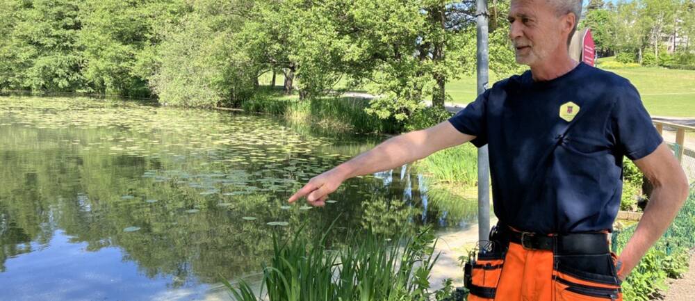 Parkarbetaren Mikael Nilsson står framför Lötsjön och pekar ut var han hittade döda måsar, smittade av fågelinfluensan.