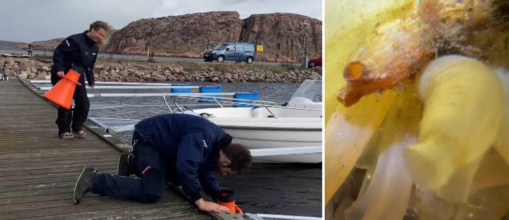 Två marinbiologer letar lädersjöpungar i skalhamn i lysekil.