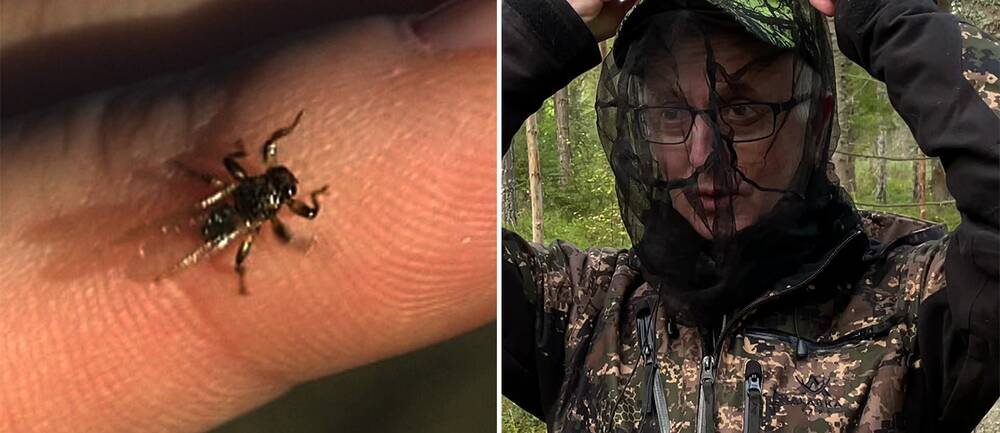 I videon berättar jaktvårdskonsulenten Gunnar Glöersen om hur illa drabbade älgar och andra hjortdjur kan bli av älgflugeangrepp.