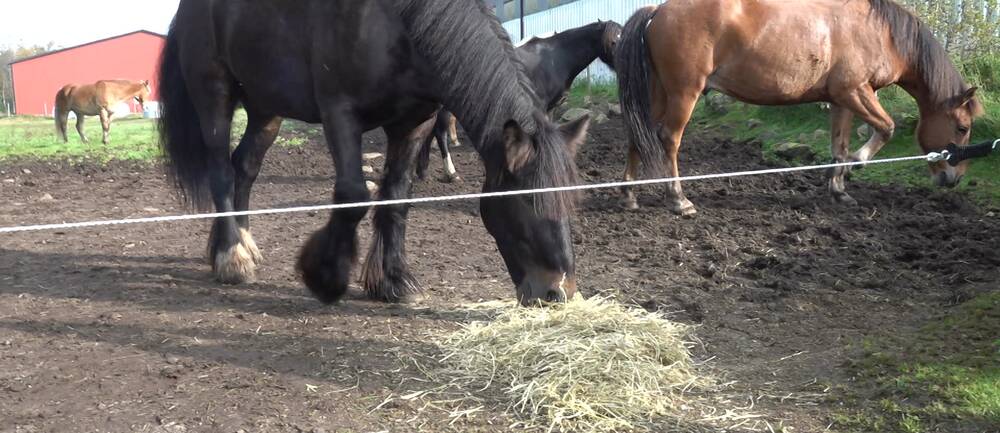 En häst i en hage i Gislaved äter foder.