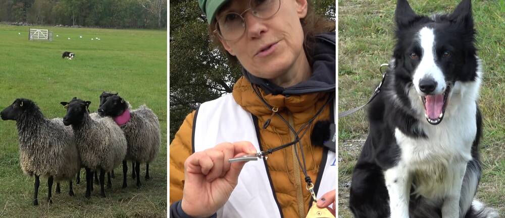 Får i klunga. Anneli Matejka. Vallhund.