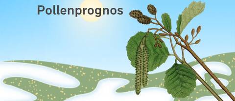 Pollenprognos