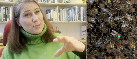 Marie Dacke förklarar hur honungsbin gör för att visa vägen till områden med blommor.