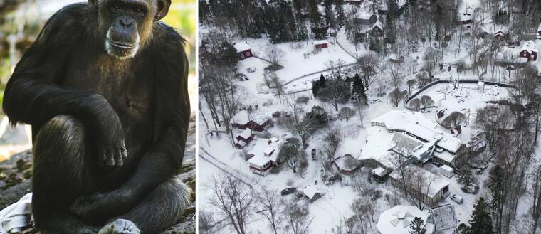 Till vänster: Bild på schimpansen Linda sittandes på en sten. Hon är en av de schimpanser från Furuviksparken som skjutits ihjäl efter att ha rymt. Till höger: Drönarbild som visar Furuviksparken ovanifrån, snötäckt.