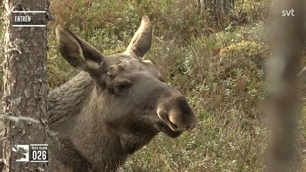 Den stora älgvandringen Avsnitt 19 Idissla i närbild SVT Play