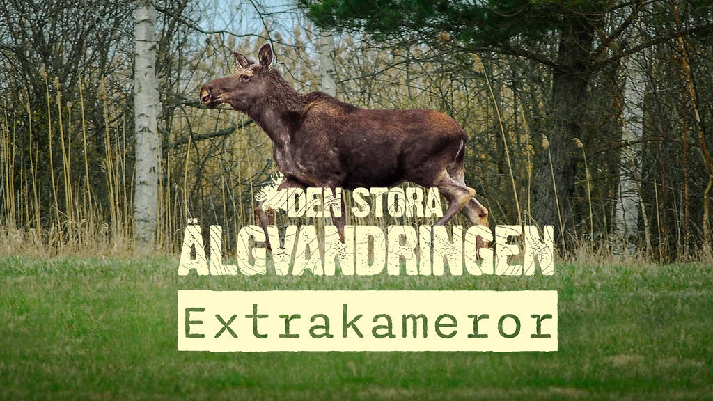 Den stora älgvandringen Extrakameror SVT Play