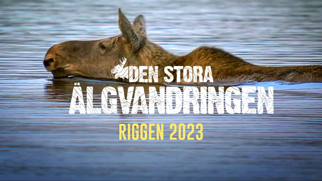 Den stora älgvandringen Den stora älgvandringen Riggen 2023 SVT Play