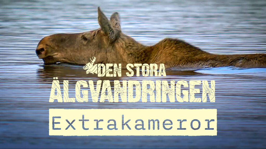 Den stora älgvandringen Extrakameror SVT Play