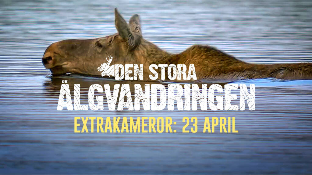Den stora älgvandringen Extrakameror Sön 23 apr 0000 SVT Play