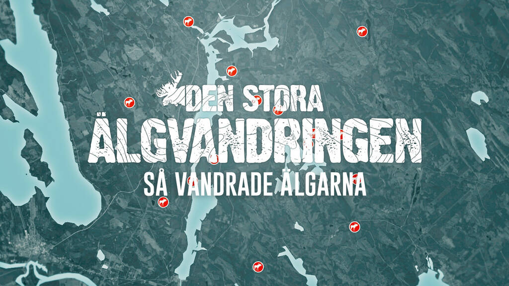 Den stora älgvandringen Så vandrade älgarna SVT Play