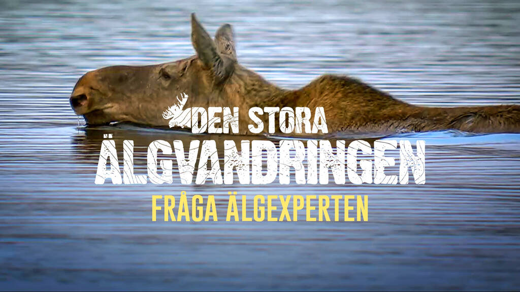 Den stora älgvandringen Fråga älgexperten SVT Play