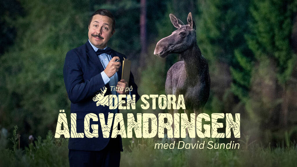 Den stora älgvandringen Titta på älgvandringen med David Sundin SVT