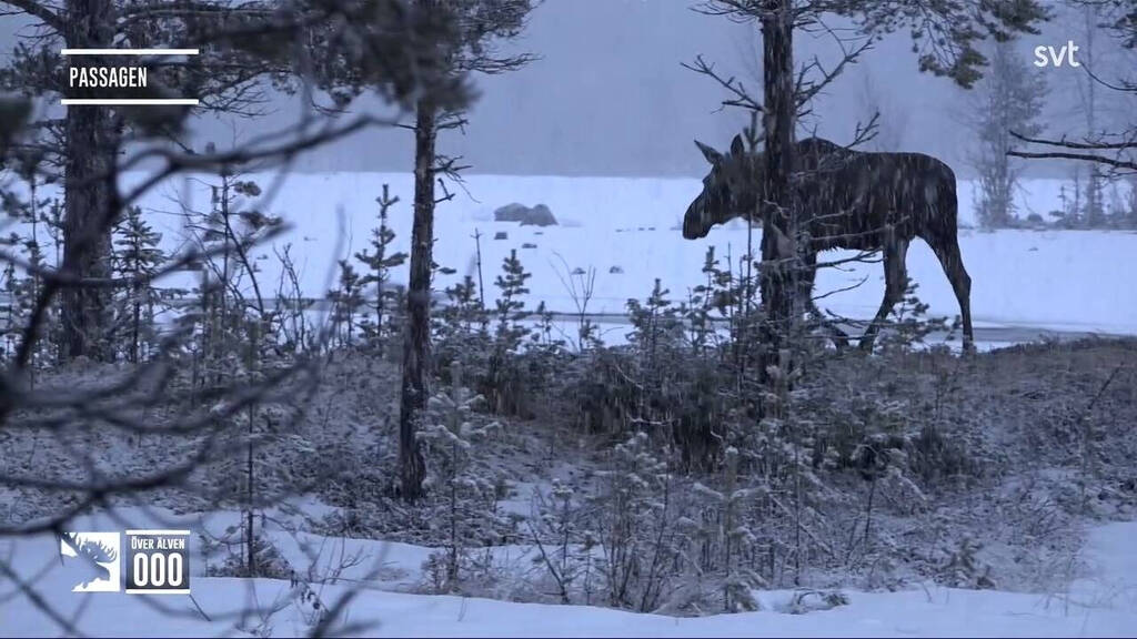 Den stora älgvandringen Idag 0000 Älg på Ön! SVT Play