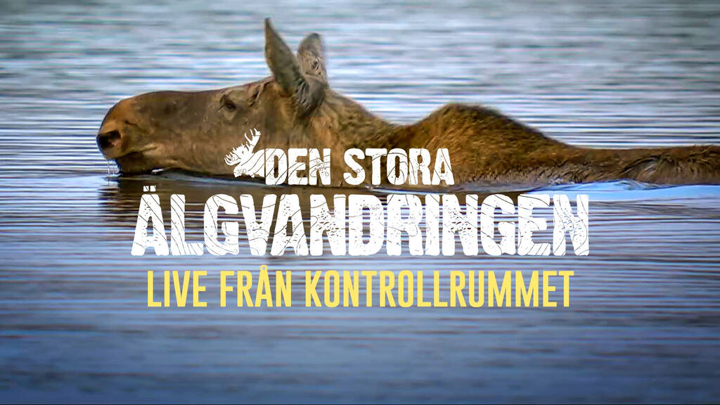 Den stora älgvandringen Live från kontrollrummet i Kullberg SVT Play